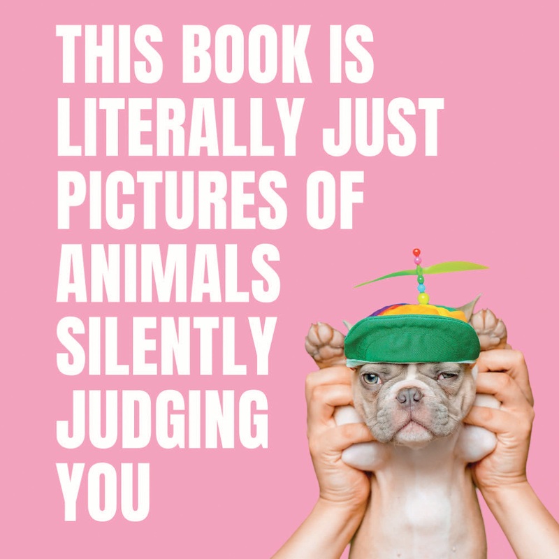 This Book is Literally Just Pictures of Animals Silently Judging you