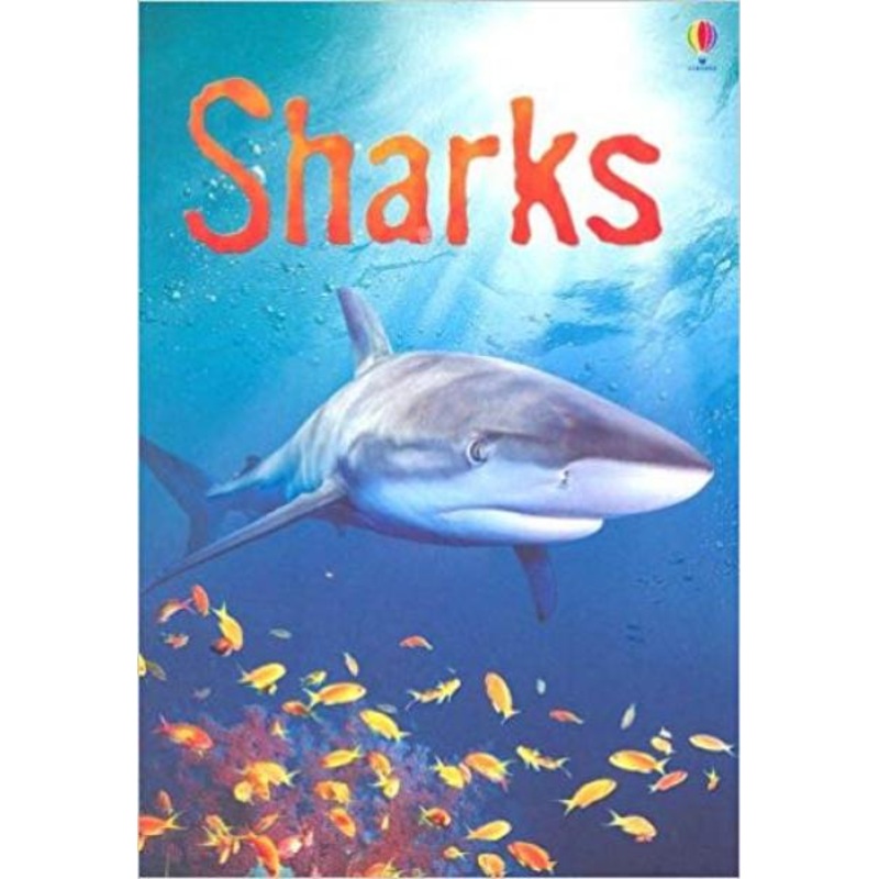 BEGINNERS SHARKS